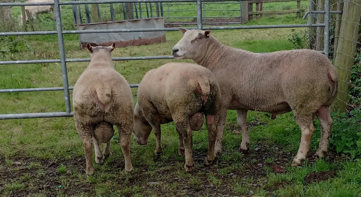2 PBNR Charollais Hogget Rams - Image 1