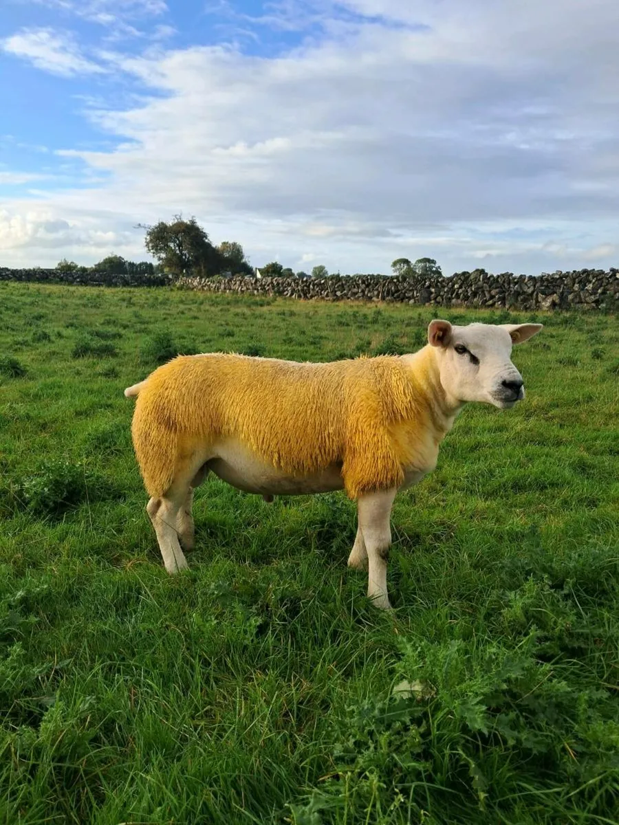 PUREBRED TEXEL RAM LAMB - Image 1