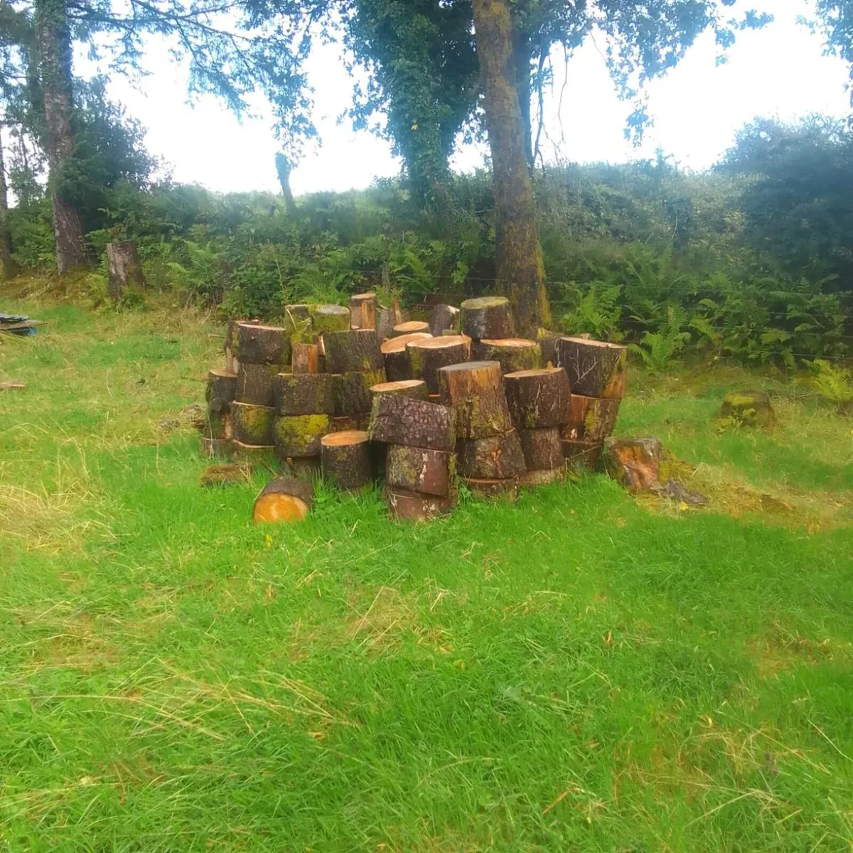Firewood