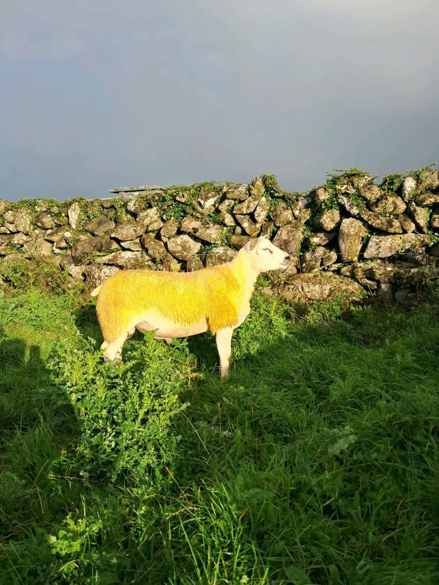 PUREBRED TEXEL RAM LAMB - Image 2