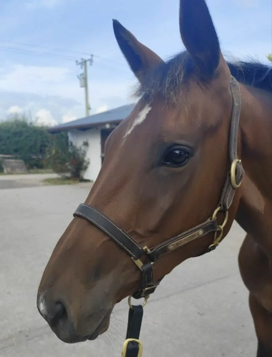 Thoroughbred 3 year old Filly for sale - Image 3