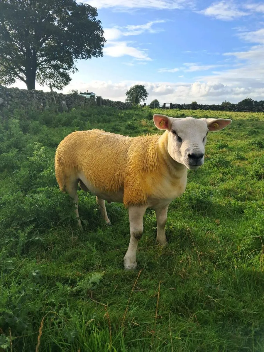PUREBRED TEXEL RAM LAMB - Image 3