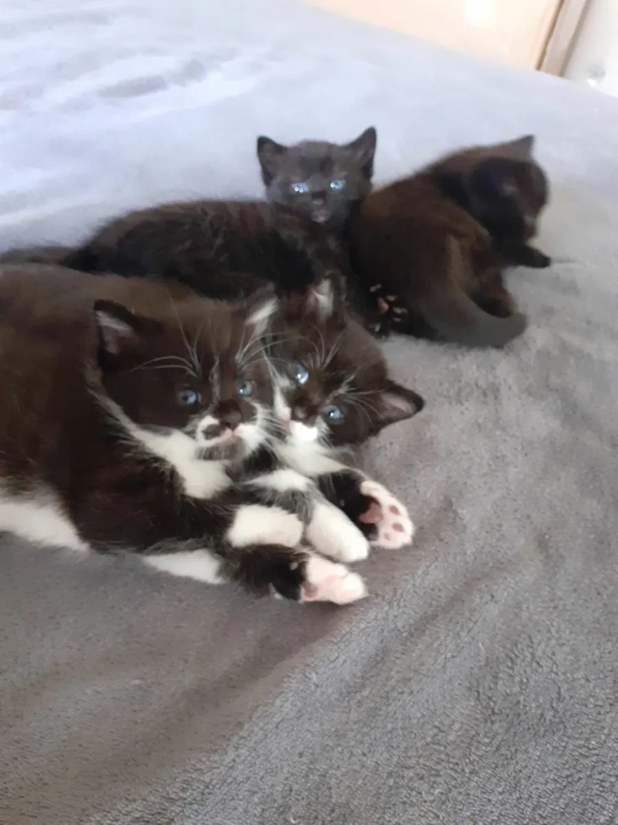 2 Kittens ready for good home! - Image 3