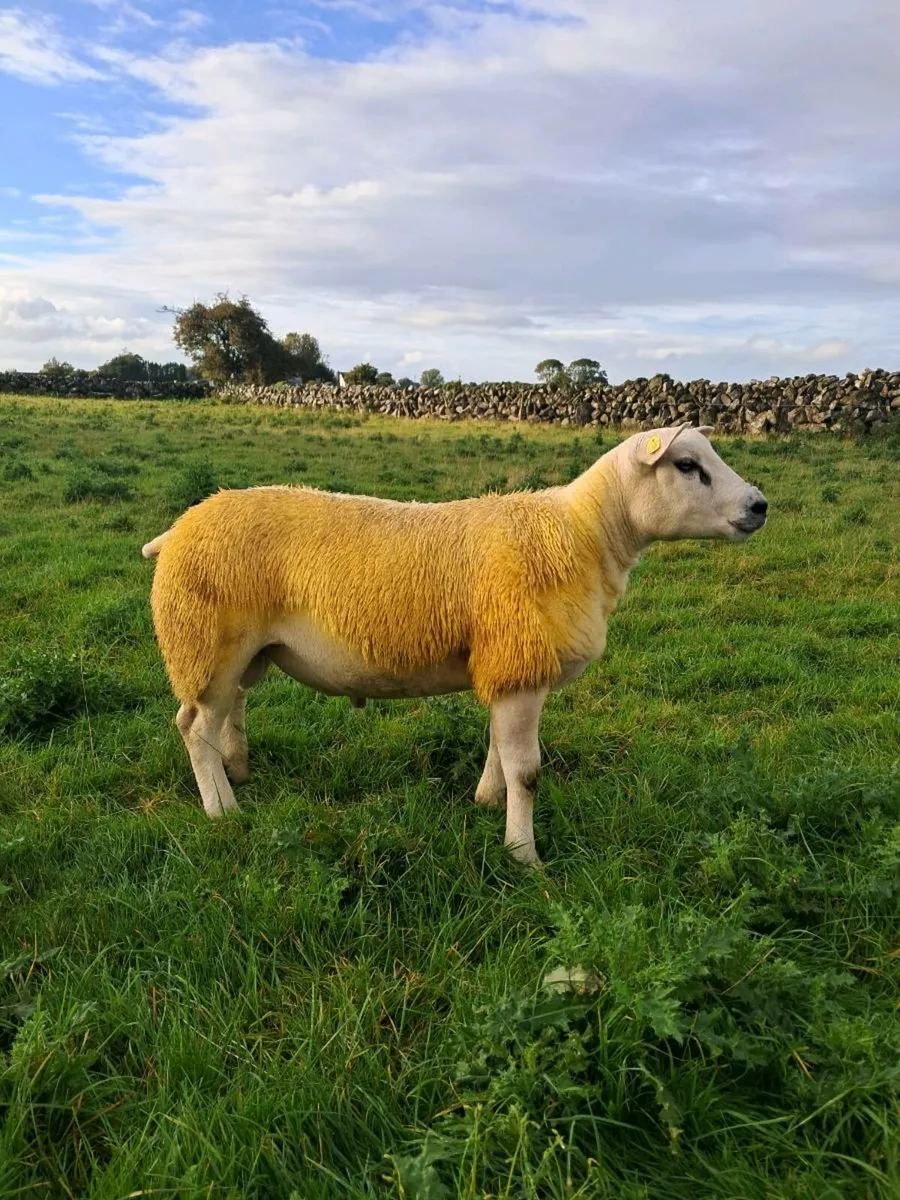 PUREBRED TEXEL RAM LAMB - Image 4