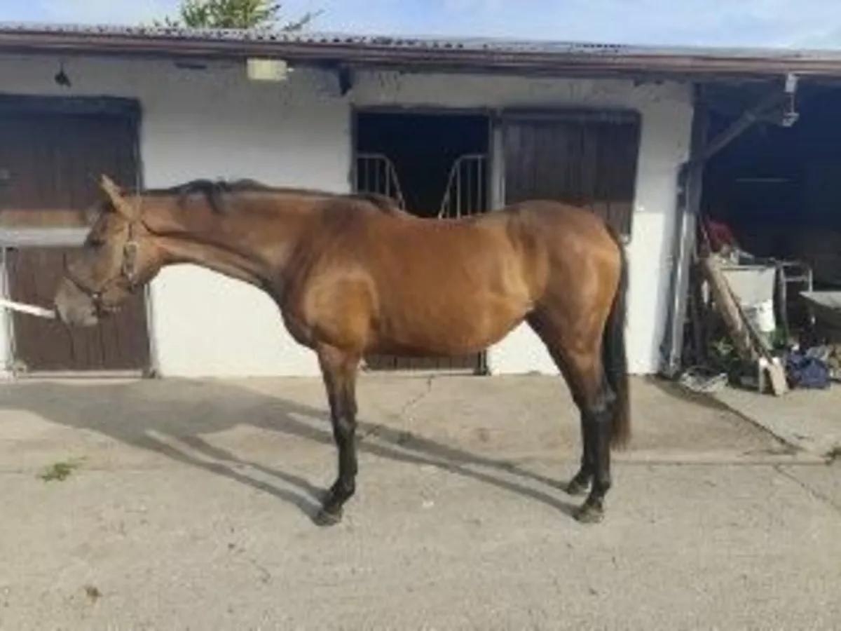 Thoroughbred 3 year old Filly for sale - Image 1