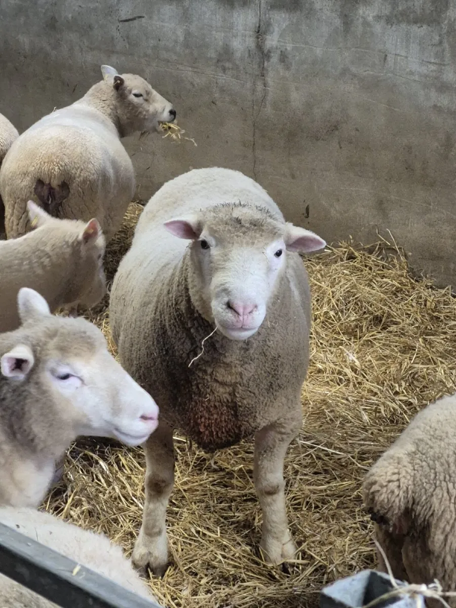 Dorset Ram - Image 1