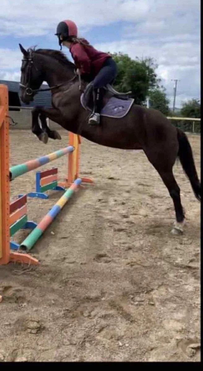 Perfect competition pony - Image 2