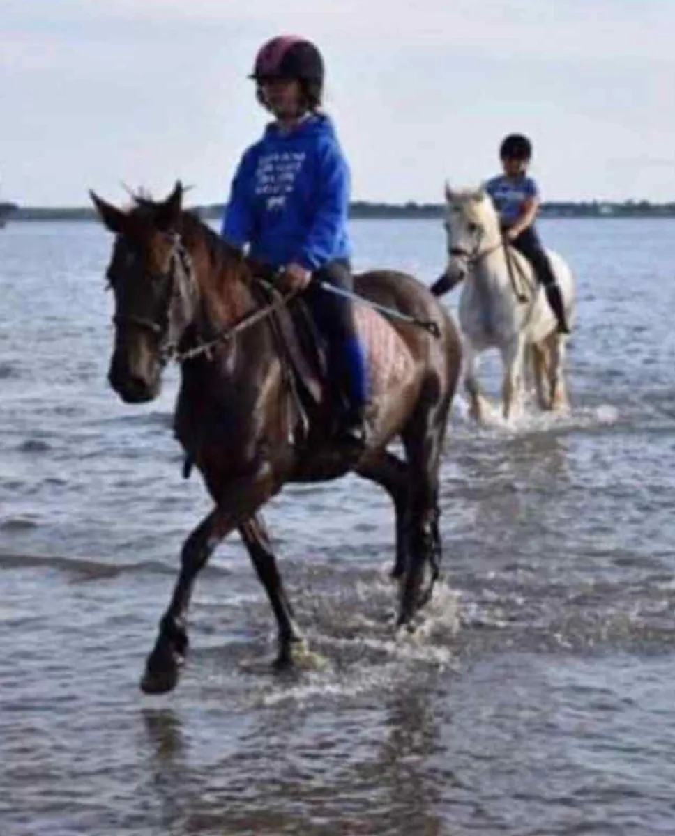 Perfect competition pony - Image 3