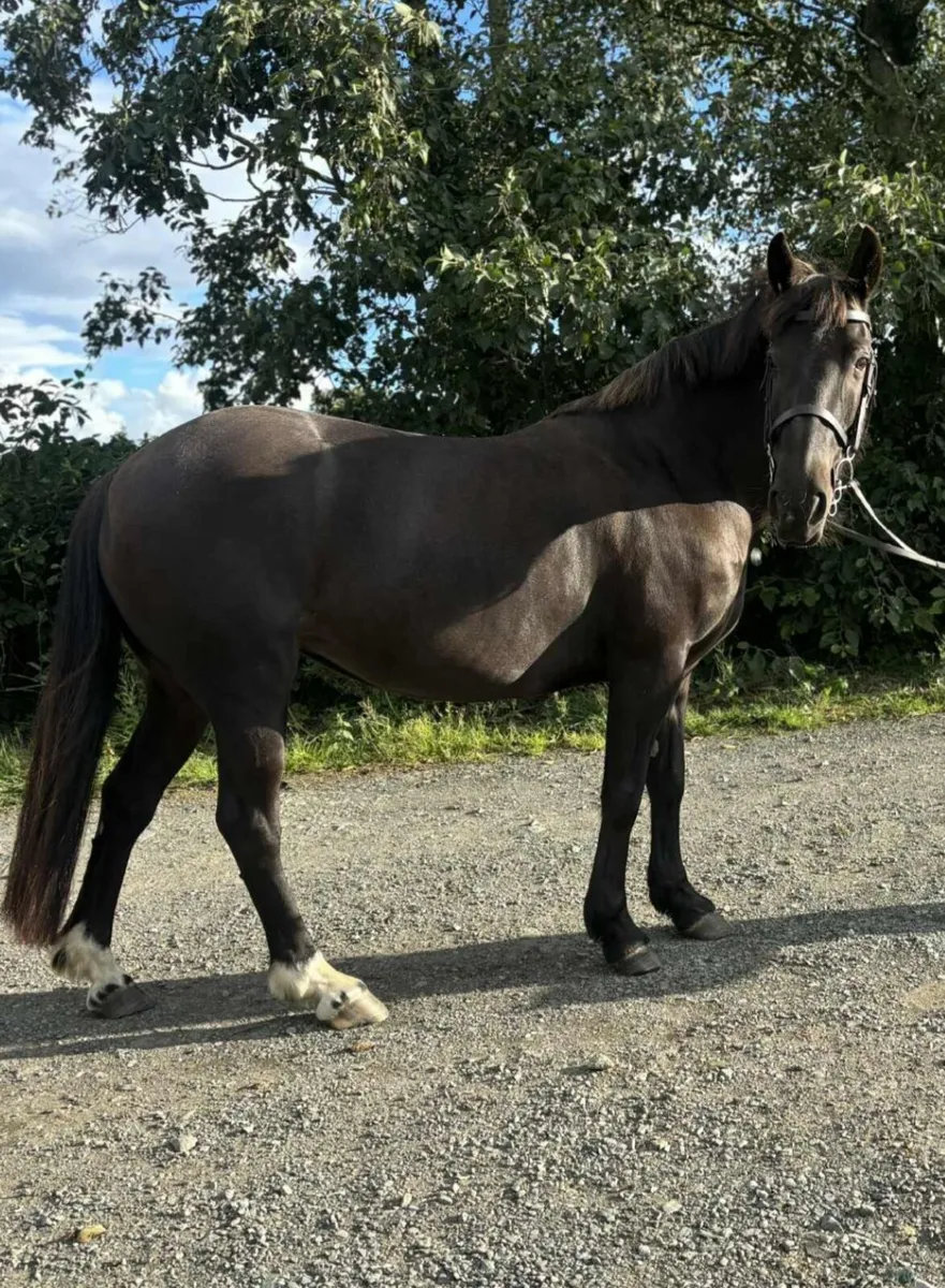 Perfect competition pony - Image 4