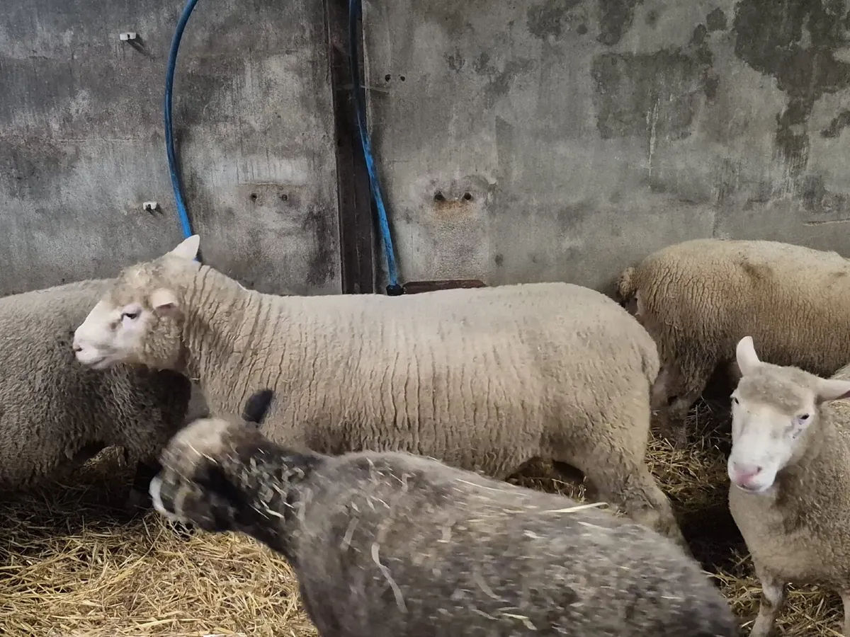 Dorset Ram - Image 2