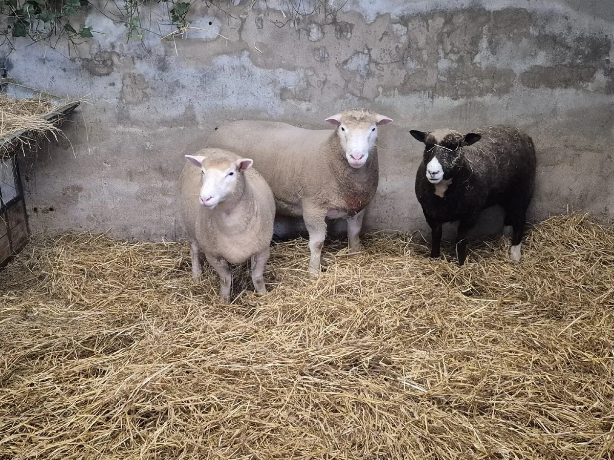 Dorset Ram - Image 3