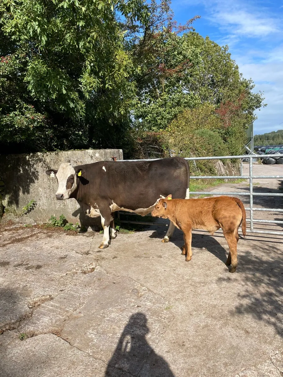 5 star suckler heifers for Gortatlea mart - Image 1