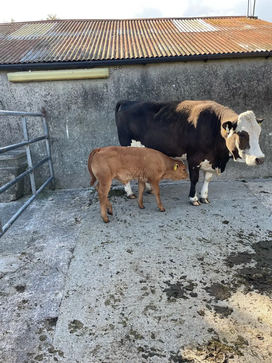 5 star suckler heifers for Gortatlea mart - Image 2