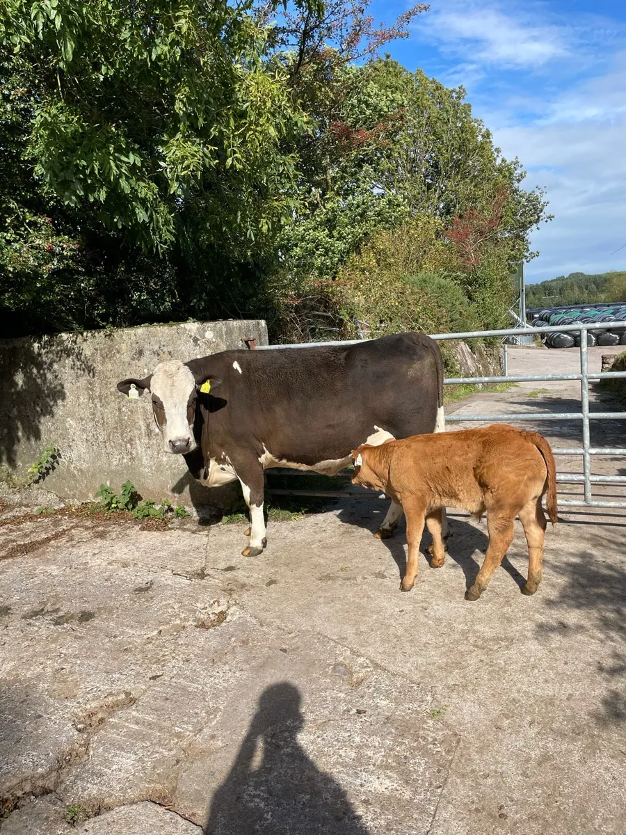 5 star suckler heifers for Gortatlea mart - Image 3