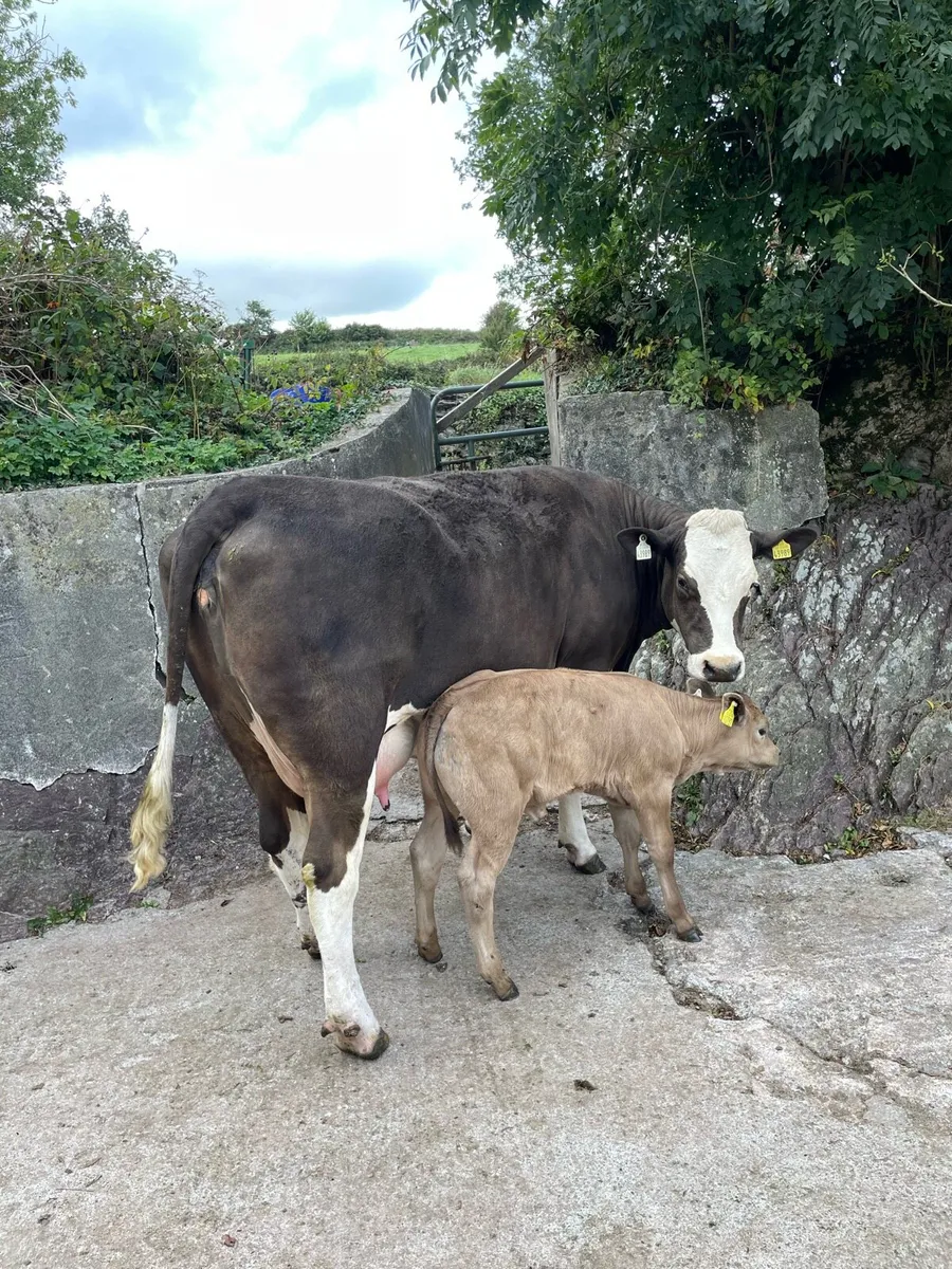 5 star suckler heifers for Gortatlea mart - Image 4