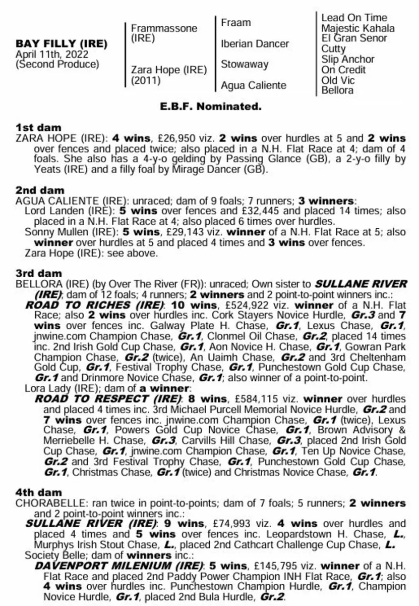 Thoroughbred 3 year old Filly for sale - Image 4