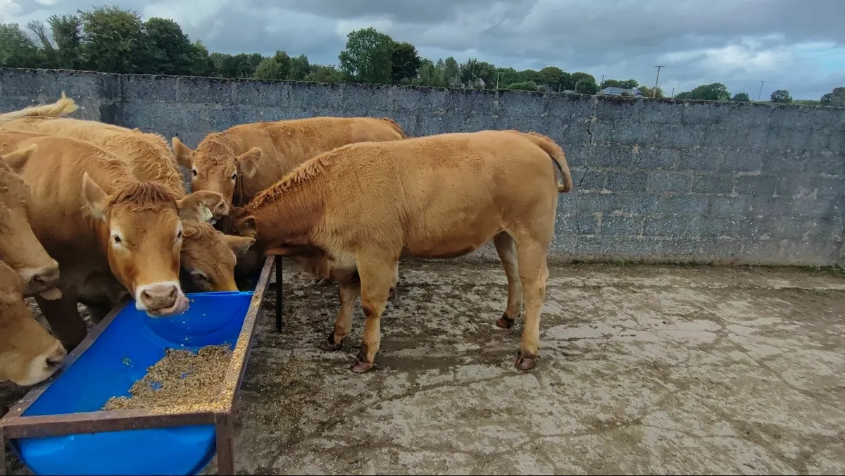 Cattle - Image 2