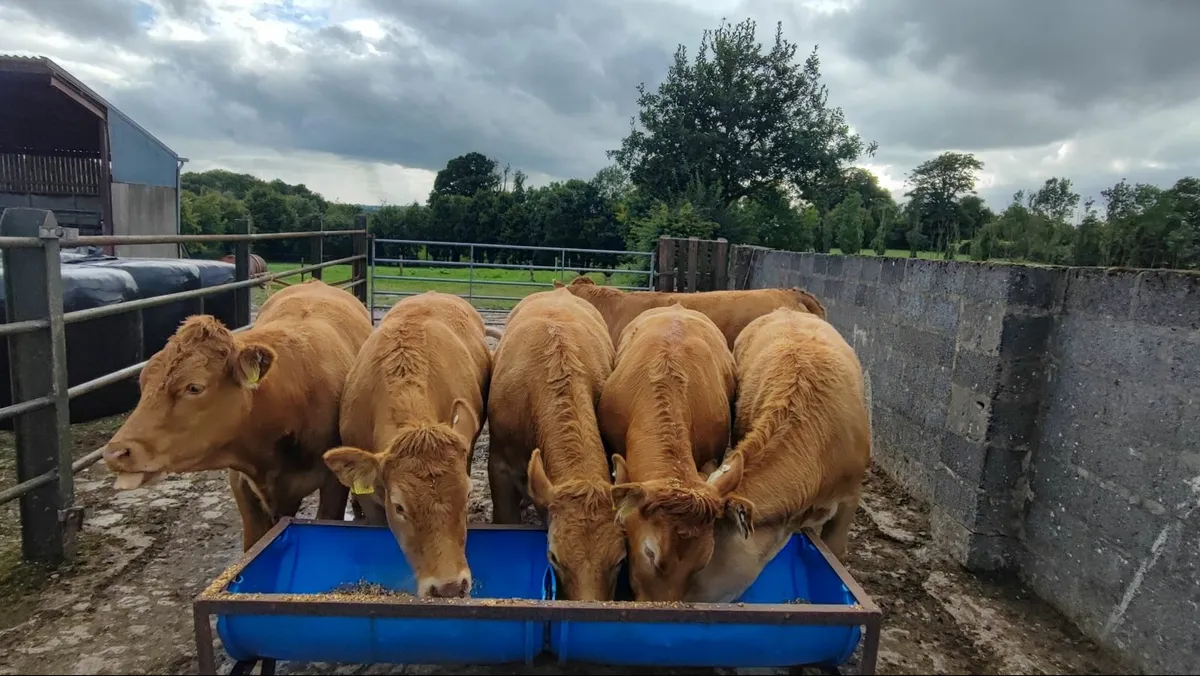 Cattle - Image 3