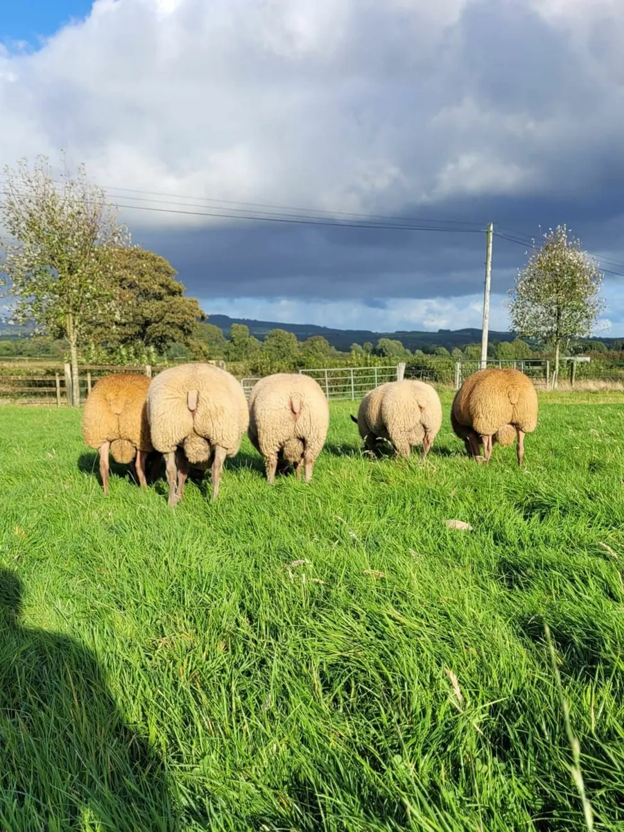 Rouge Rams For Sale - Image 1