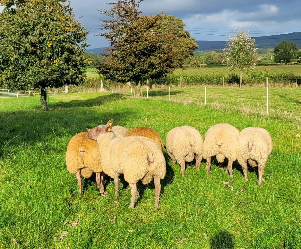 Rouge Rams For Sale - Image 2