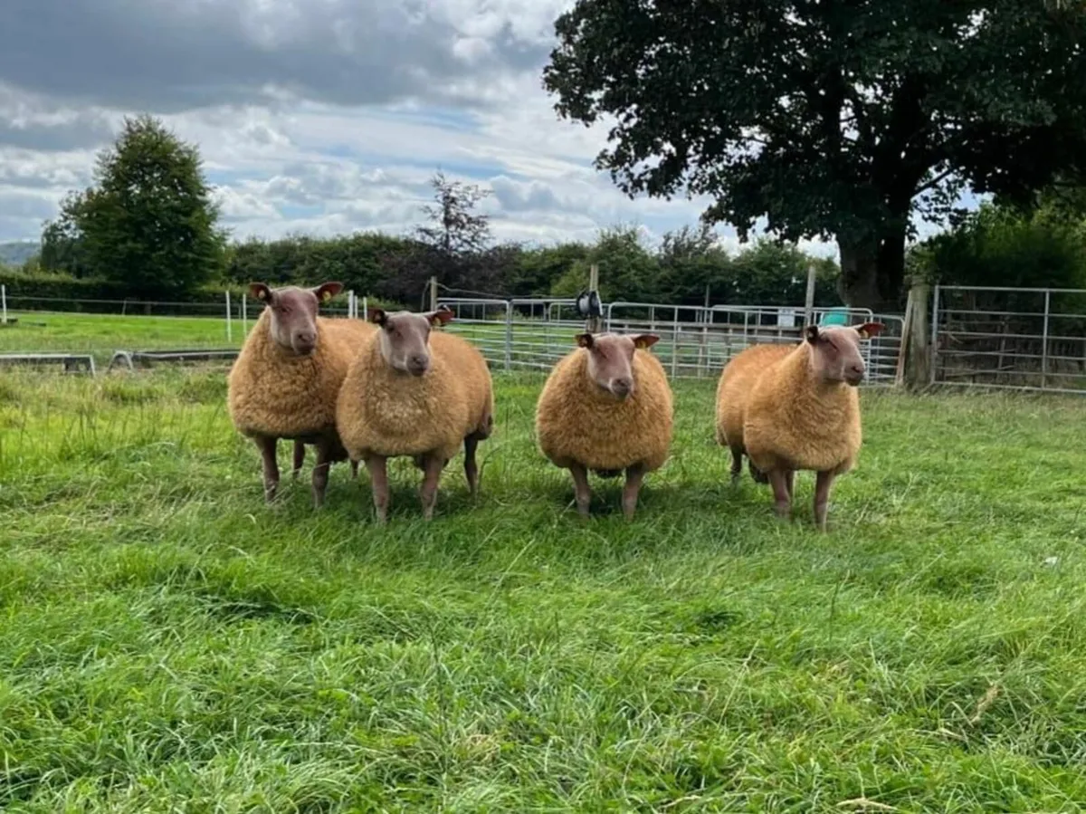 Rouge Rams For Sale - Image 3