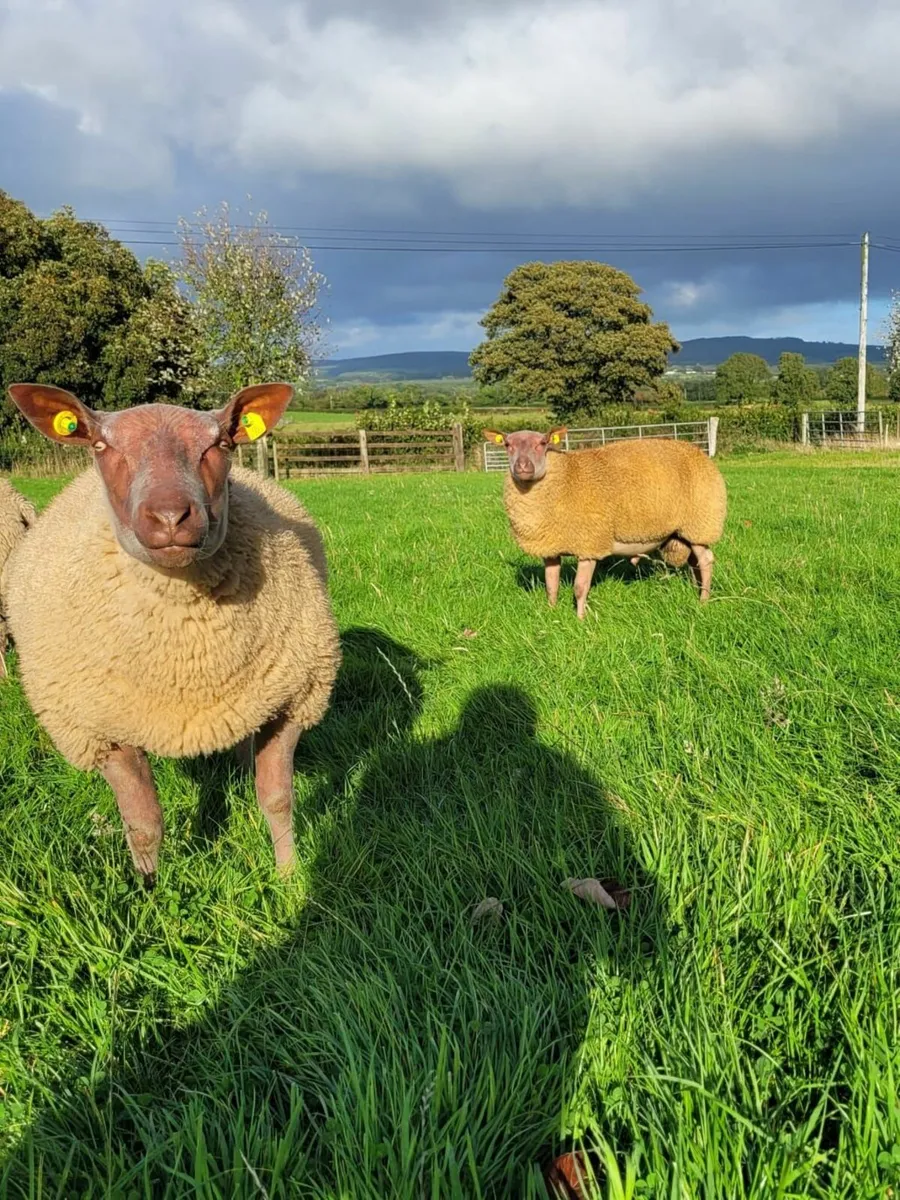 Rouge Rams For Sale - Image 4
