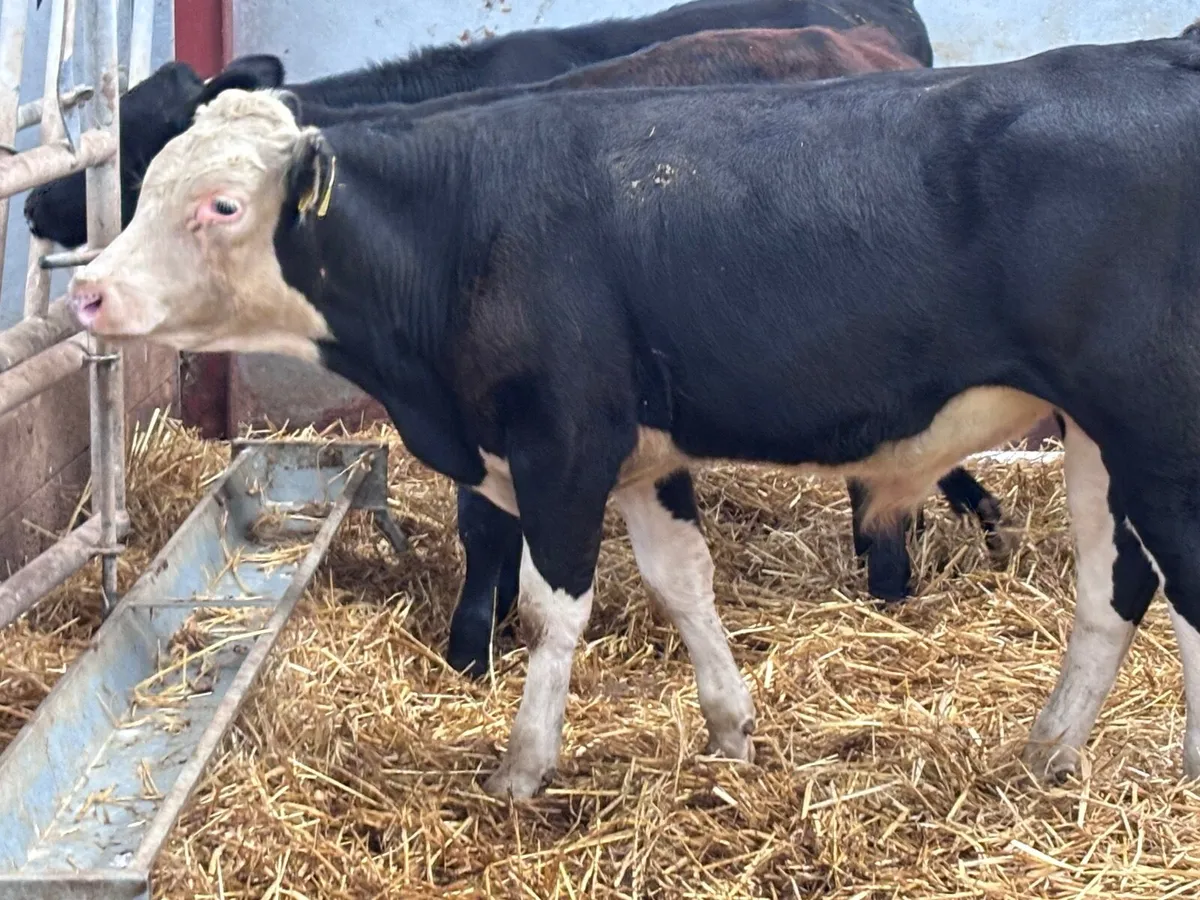 6 Hereford & Angus bull Weanlings for sale - Image 2