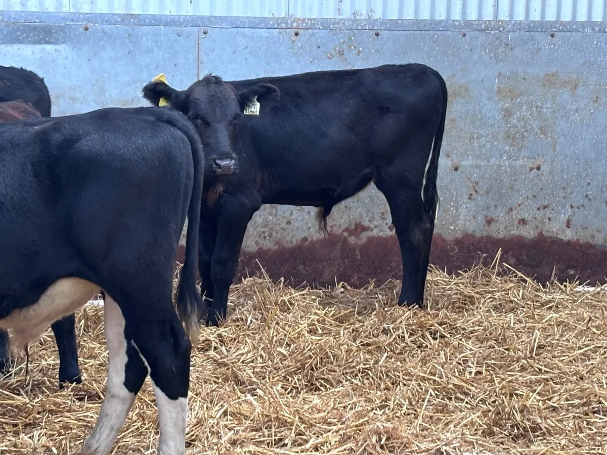 6 Hereford & Angus bull Weanlings for sale - Image 3