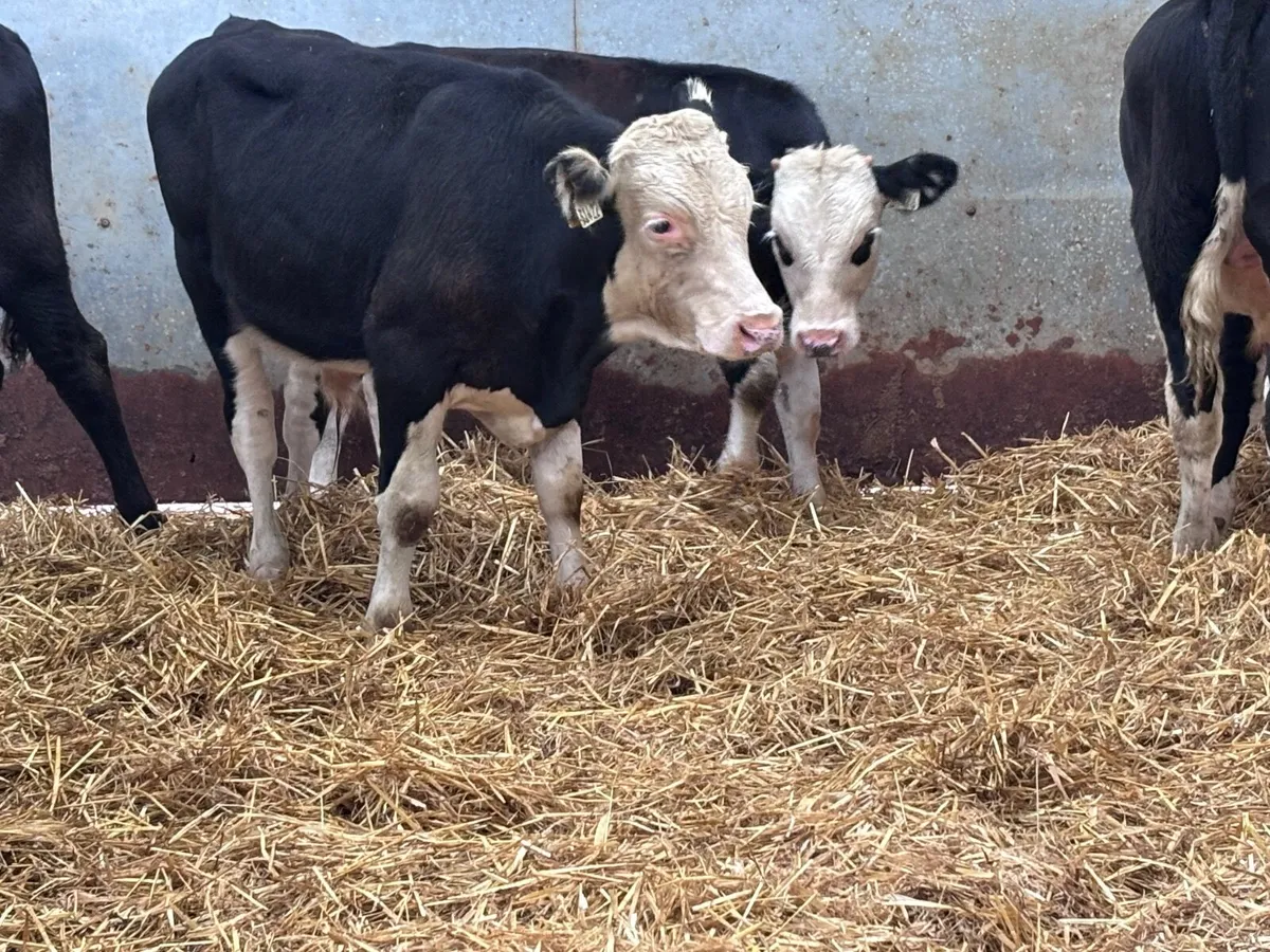 6 Hereford & Angus bull Weanlings for sale - Image 4