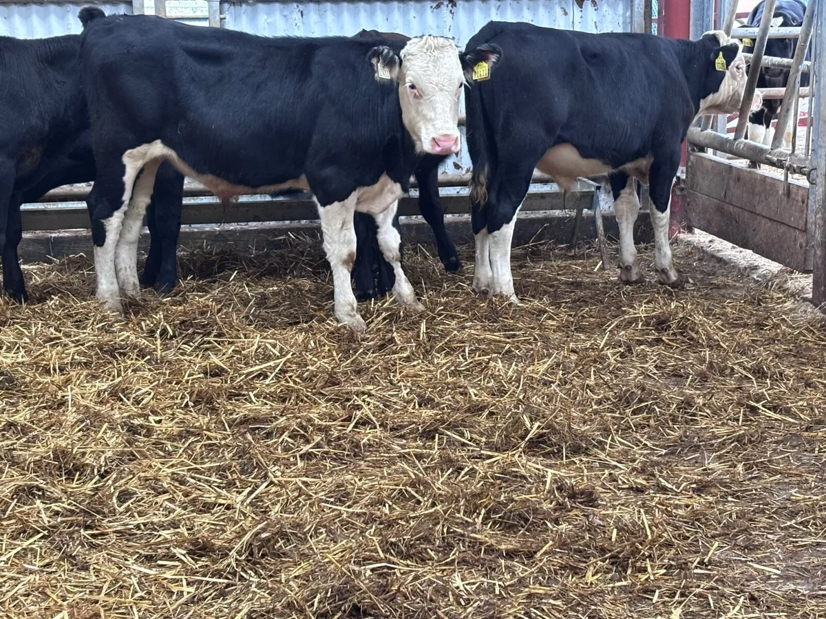 6 Hereford & Angus bull Weanlings for sale - Image 1