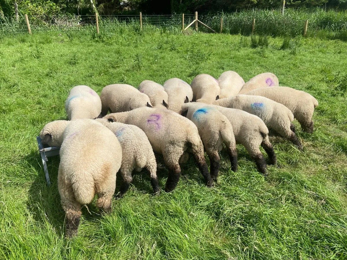 Hampshire down ram lambs - Image 1