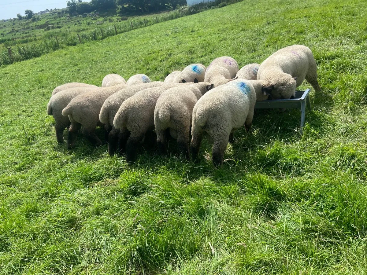 Hampshire down ram lambs - Image 2