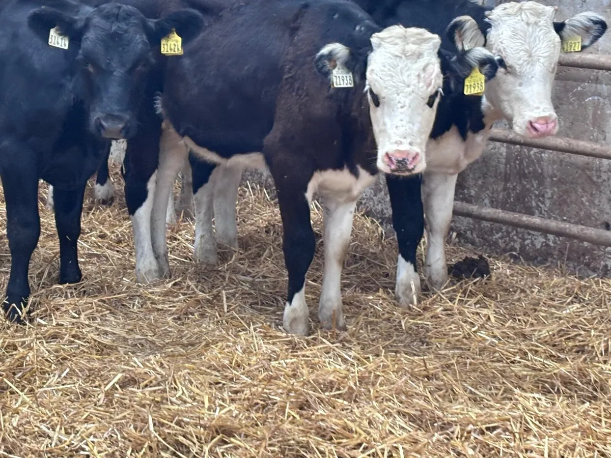 7 Hereford & Angus heifer weanlings for sale - Image 2