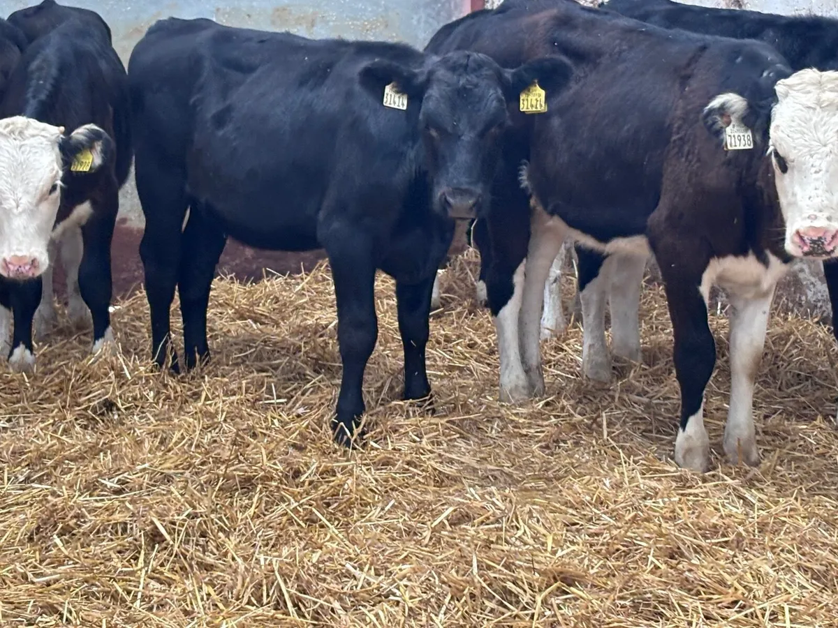 7 Hereford & Angus heifer weanlings for sale - Image 3