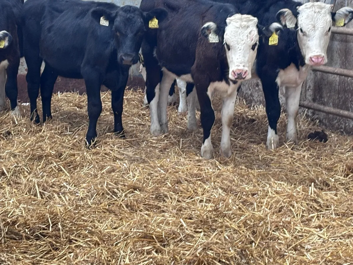 7 Hereford & Angus heifer weanlings for sale - Image 4