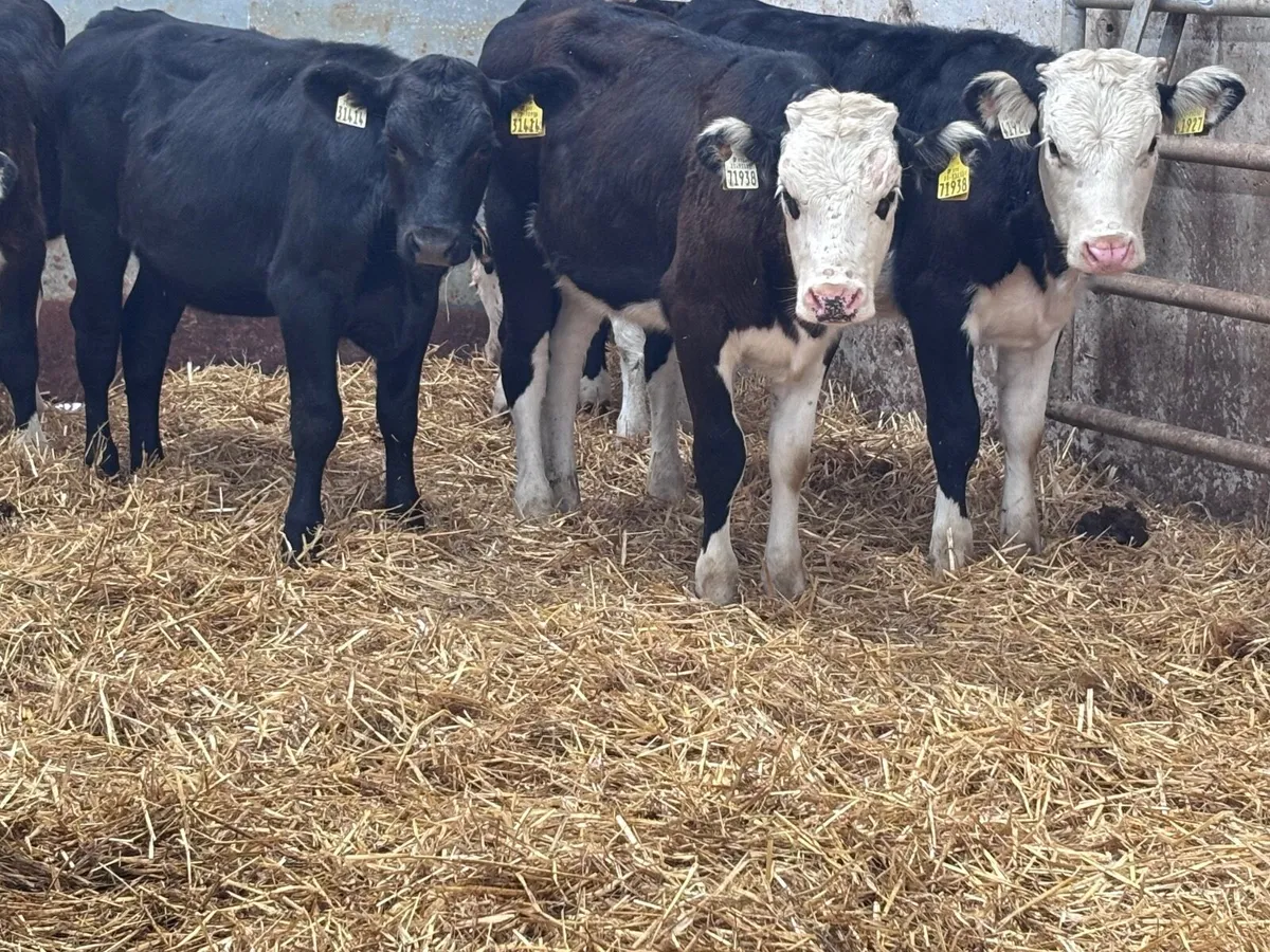 7 Hereford & Angus heifer weanlings for sale - Image 1
