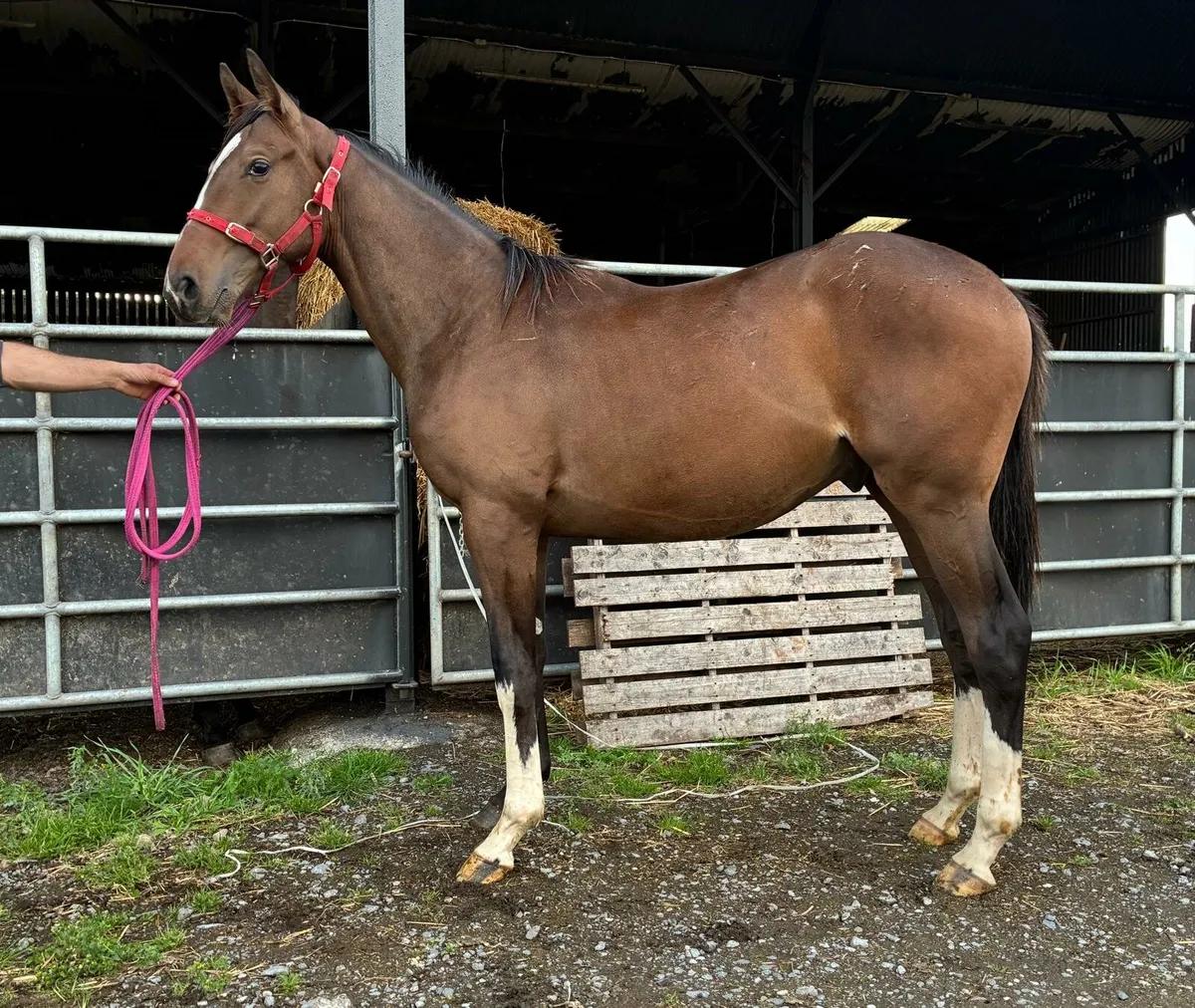 Thoroughbred yearling gelding - Image 1