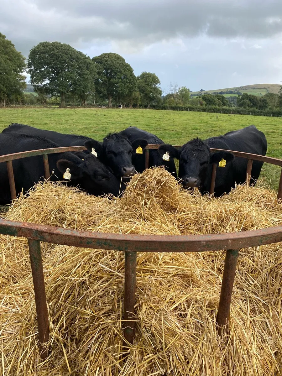 Aberdeen Angus Heifers - Image 1