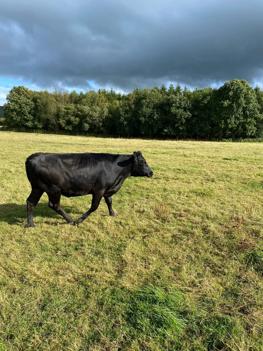 Aberdeen Angus Heifers - Image 2