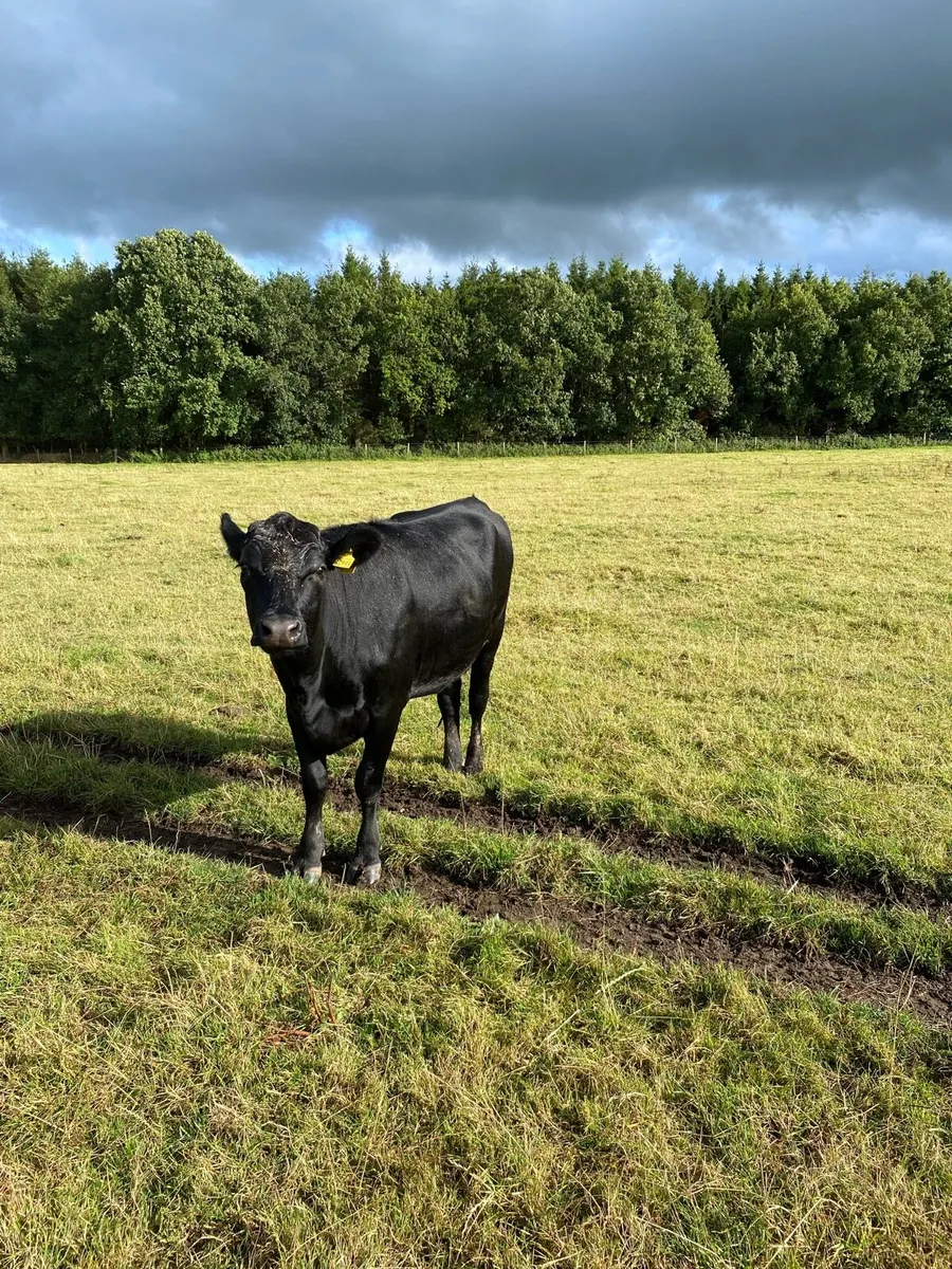 Aberdeen Angus Heifers - Image 4