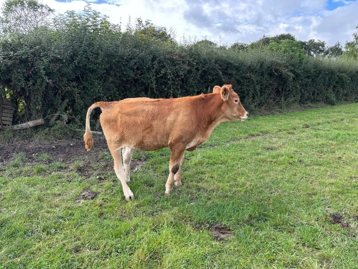 Limousine Bullock