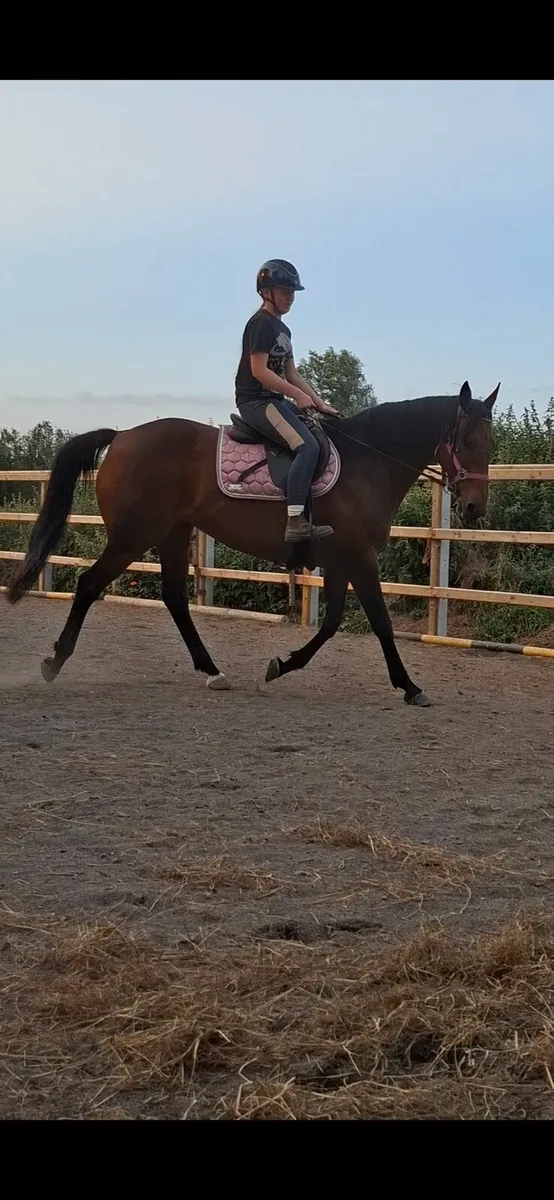 Beautiful project mare - Image 2