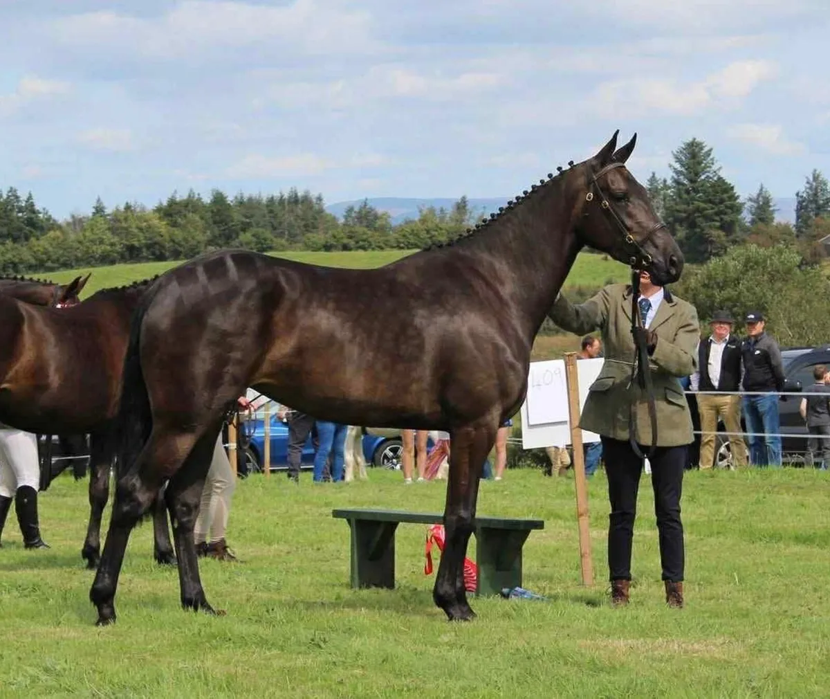 Sales and Schooling Livery - Image 4