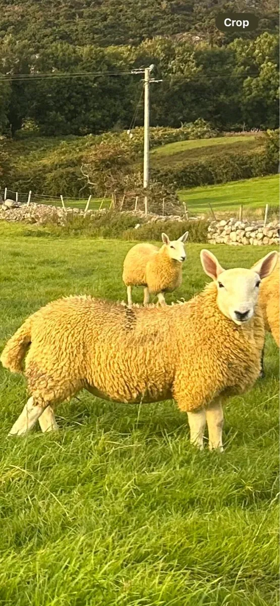 10 north county Cheviot ewe lambs - Image 1