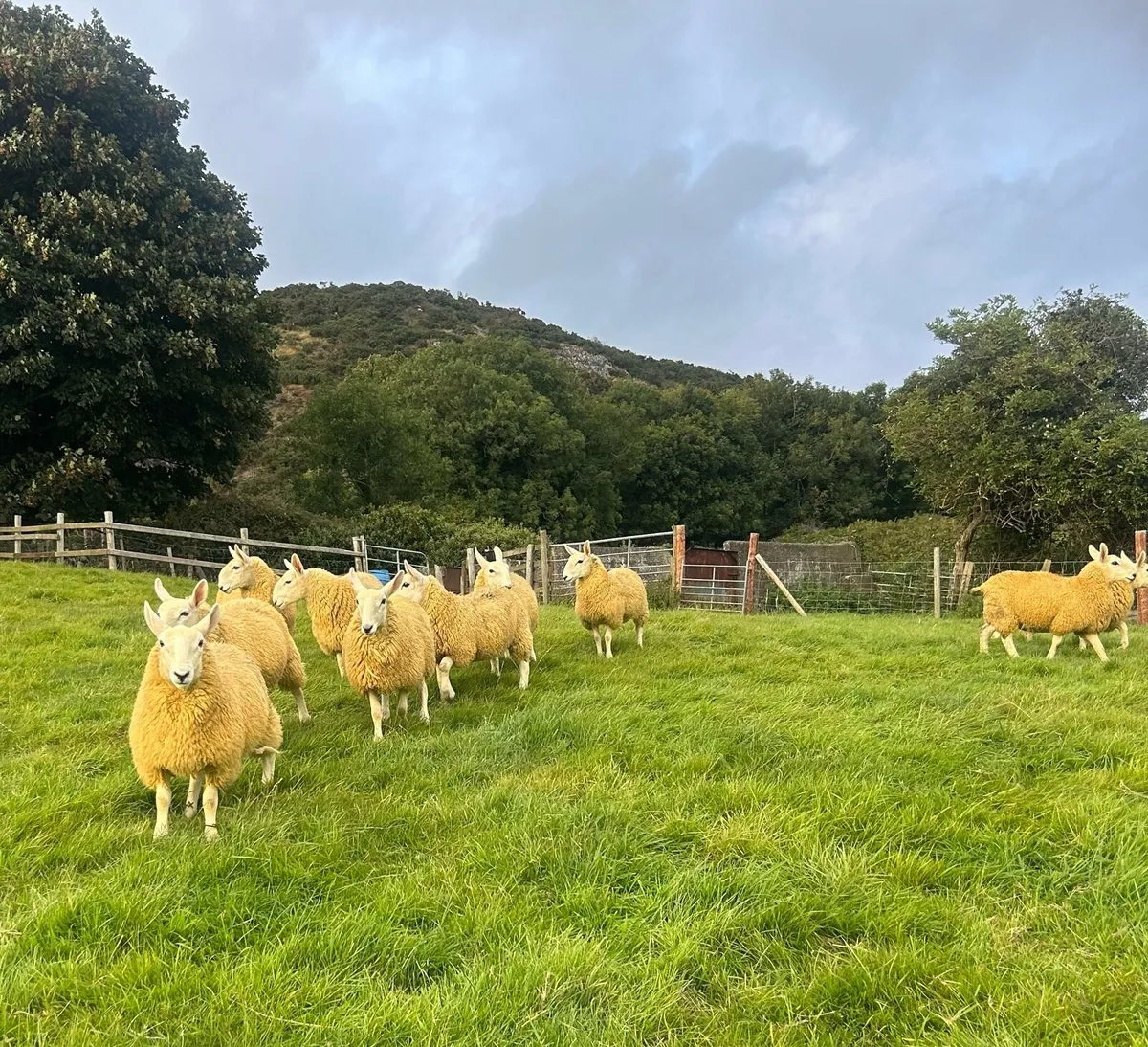 10 north county Cheviot ewe lambs - Image 2