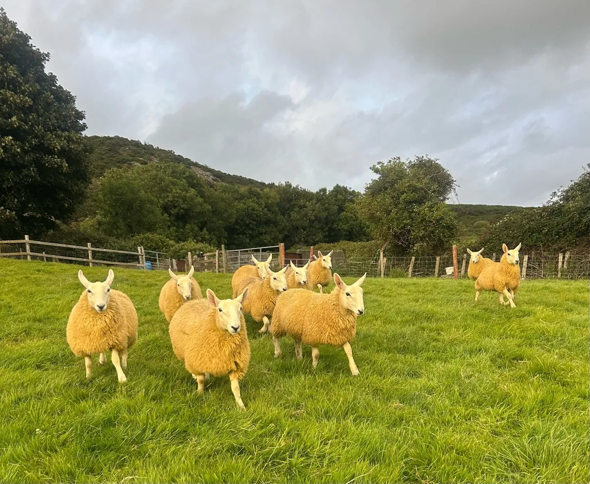 10 north county Cheviot ewe lambs - Image 3