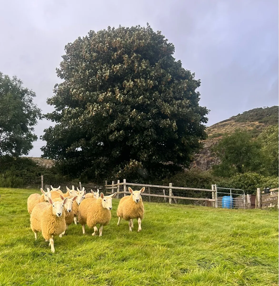 10 north county Cheviot ewe lambs - Image 4