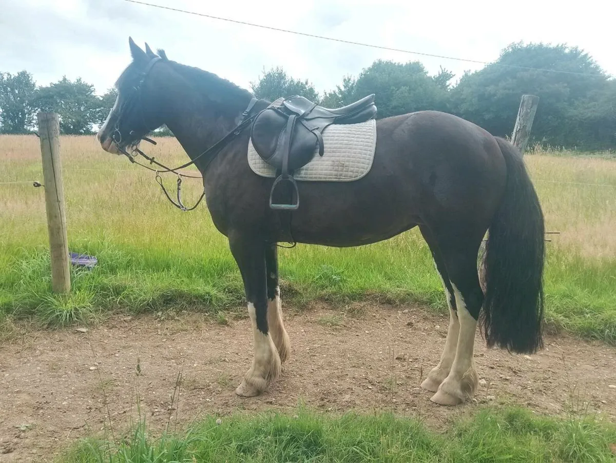 🌟15hh 5yr Mare🌟 - Image 1