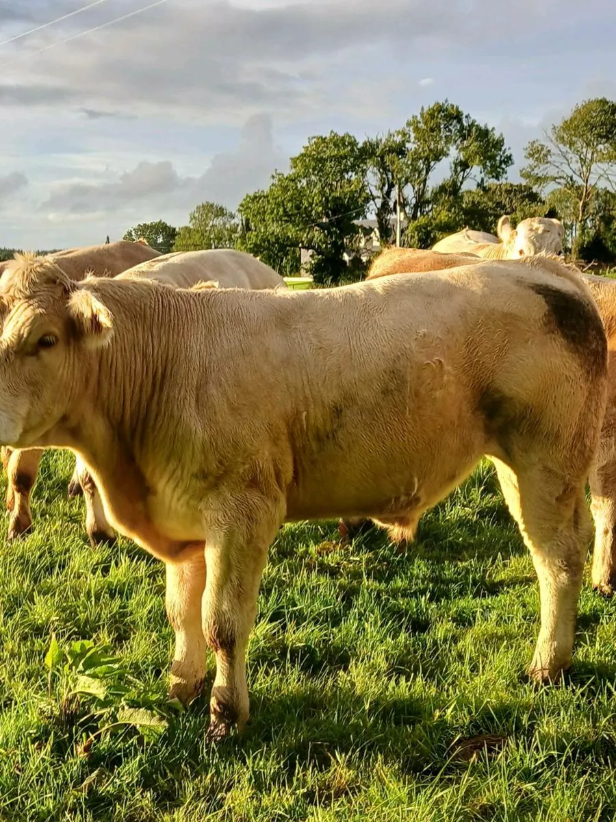 Charolais and limousine bullocks and heifers. - Image 2