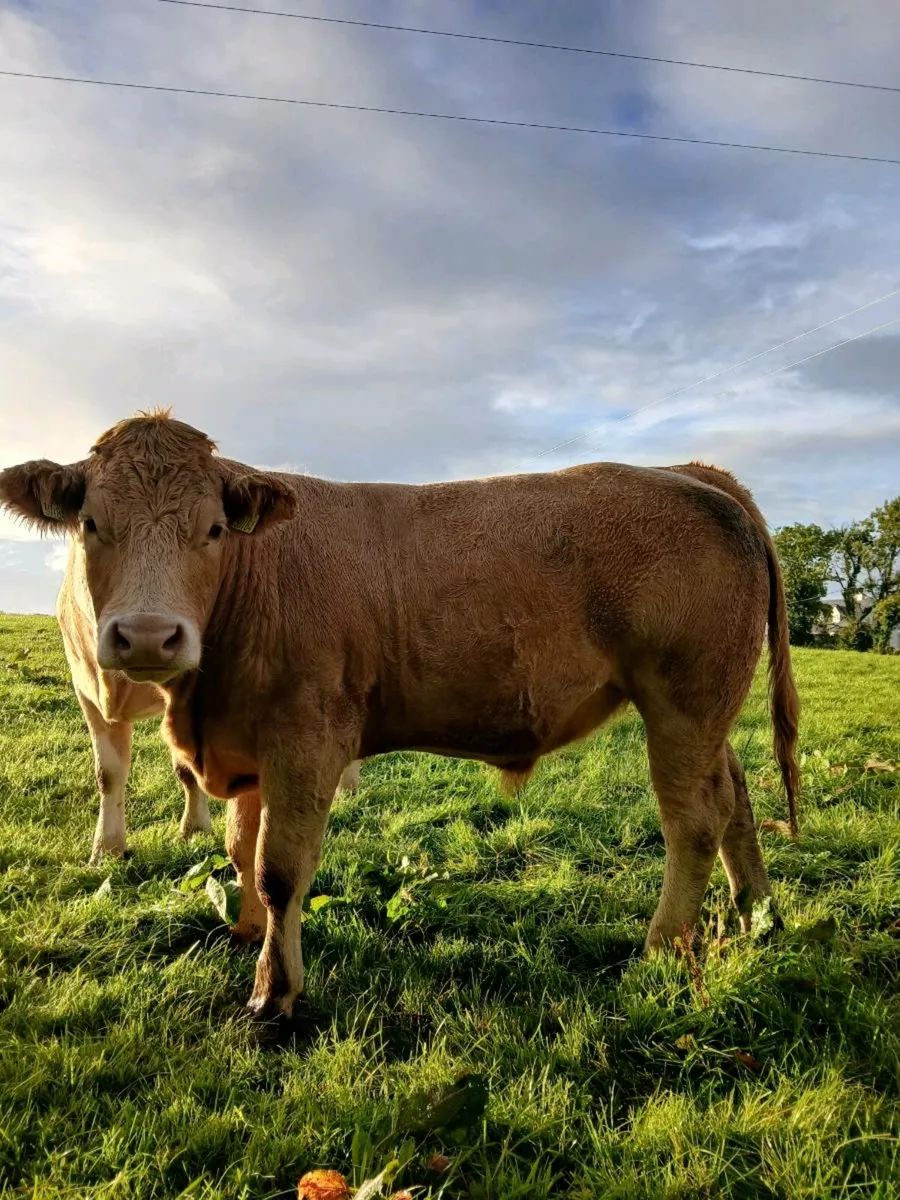 Charolais and limousine bullocks and heifers. - Image 3